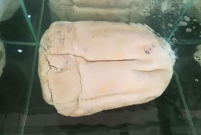 太岁肉灵芝的吃法马上咨询