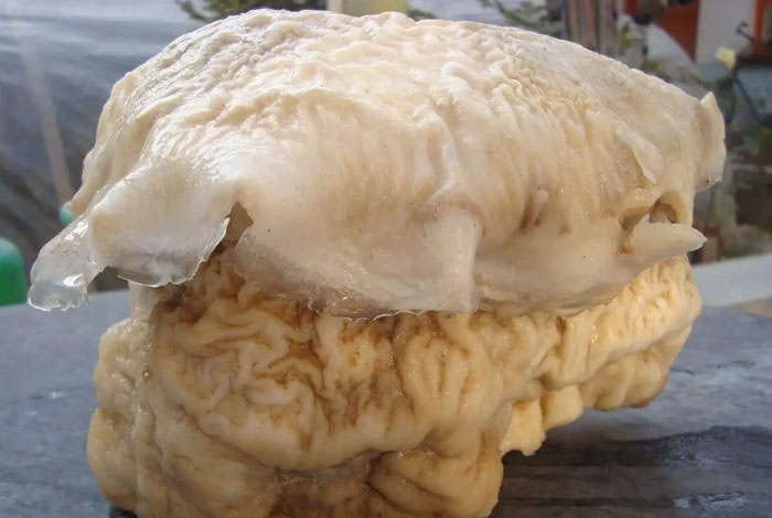 松杉灵芝与其它灵芝的不同,松杉灵芝多少钱一斤