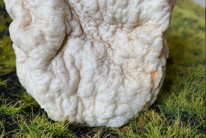 太岁灵芝饮品的功效与作用,太岁灵芝液功能主治