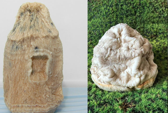 太岁肉灵芝有什么功效,太岁肉灵芝有什么功效与作用