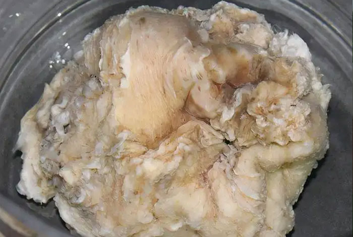 太岁肉灵芝功效有哪些,太岁肉灵芝的功效和作用