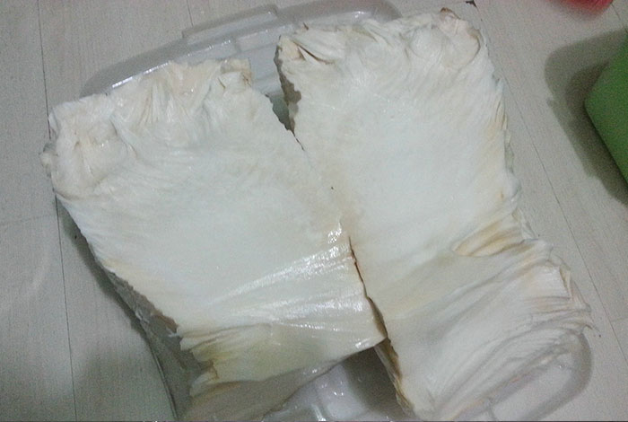 太岁肉灵芝怎么养,太岁肉灵芝怎么养才长得快?