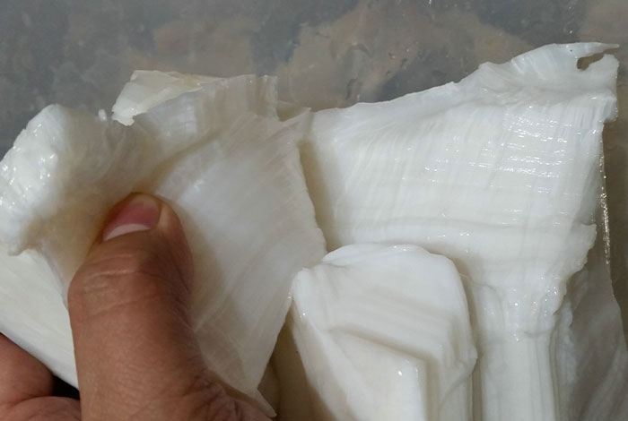 肉灵芝太岁是什么东西,肉灵芝太岁是什么东西?