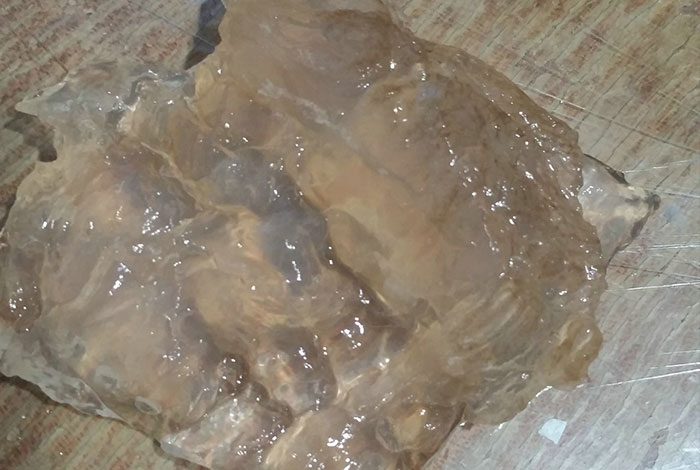 太岁肉灵芝有几种,太岁肉灵芝的功效和作用