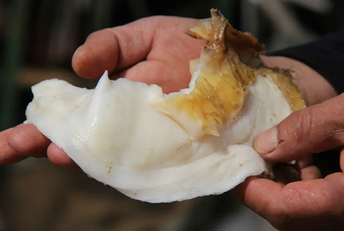 太岁肉灵芝的危害,太岁肉灵芝能治病吗