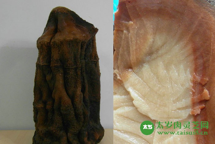 太岁七大功效,太岁的真实功效