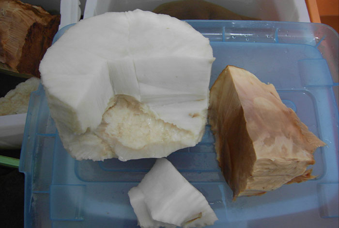 太岁灵芝液功能主治,太岁灵芝酒多少钱一瓶