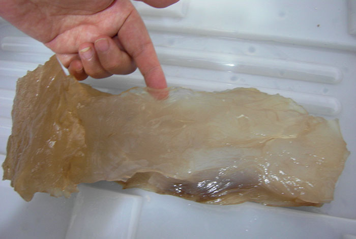 太岁灵芝有多少种,太岁灵芝酒多少钱一瓶