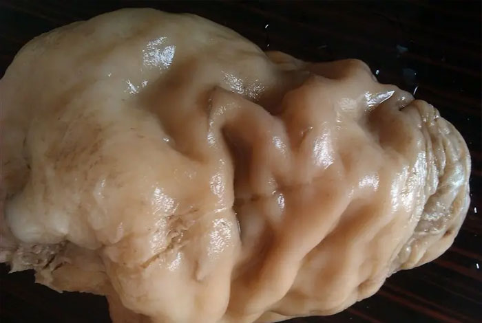 太岁肉灵芝水的功效和作用,太岁肉灵芝的功效与作用