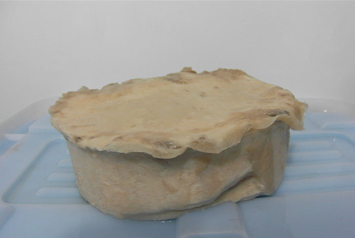 千年太岁肉灵芝指的是什么