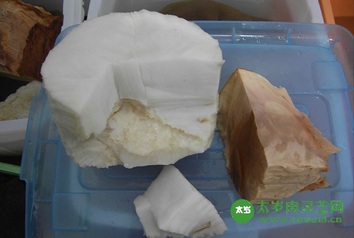 太岁肉灵芝多少钱一斤,太岁肉灵芝多少钱一斤价格表