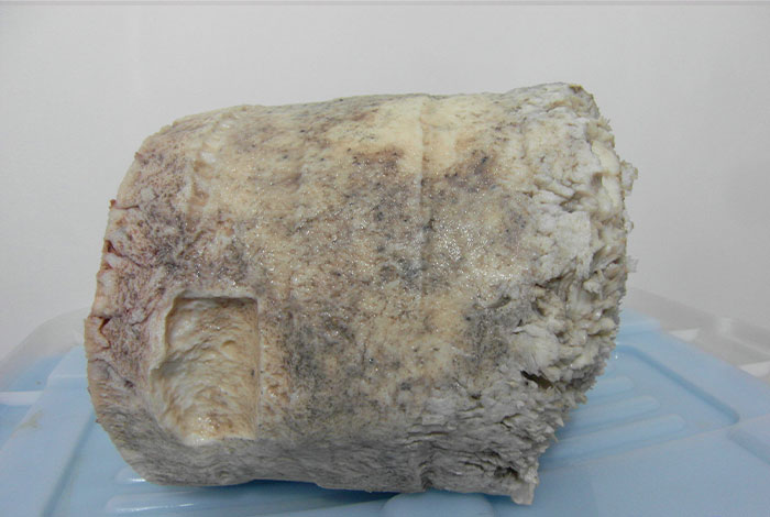 太岁灵芝图片大全,太岁灵芝酒多少钱一瓶