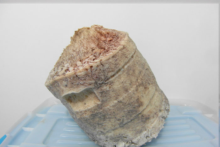 太岁肉灵芝多少钱一克