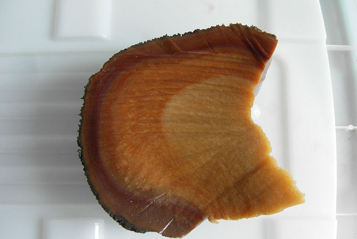 肉灵芝长在什么地方