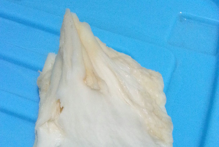 太岁肉灵芝怎么吃