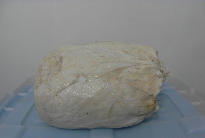 太岁肉灵芝能治病吗,太岁肉灵芝能治病吗?