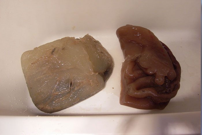 水养太岁肉灵芝