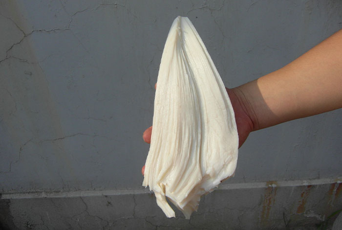 太岁的功效,太岁的功效和作用