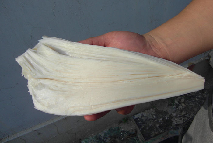 太岁肉灵芝怎么形成的,太岁肉灵芝的功效与作用