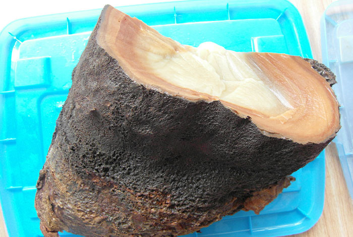 陈康林野生灵芝