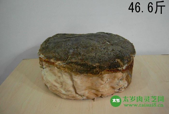 肉灵芝为什么叫太岁