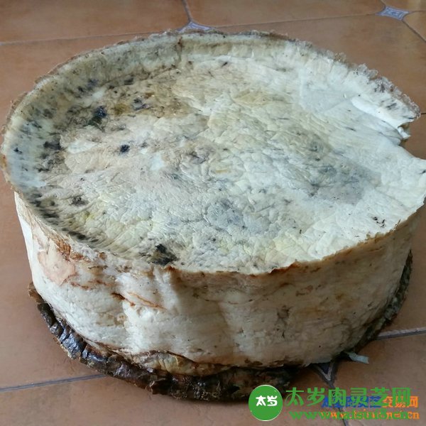 太岁肉灵芝药用