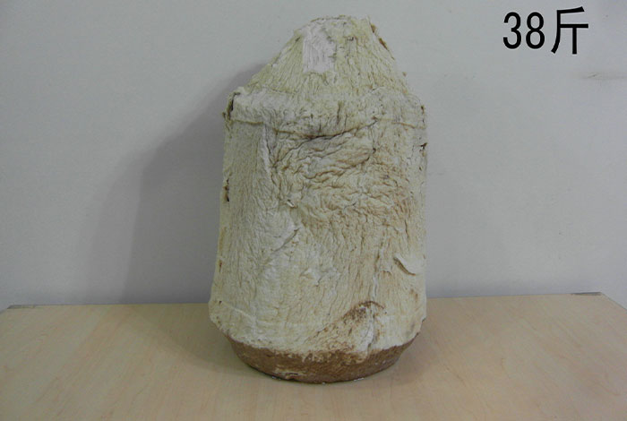 肉灵芝生长环境