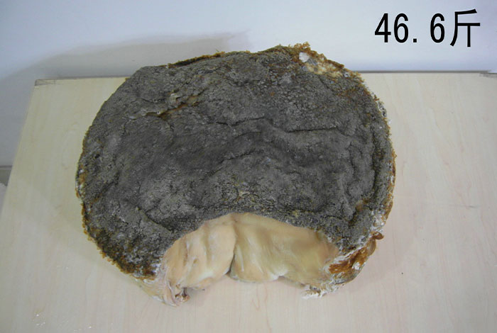 太岁肉灵芝哪里有卖,太岁肉灵芝的功效和作用