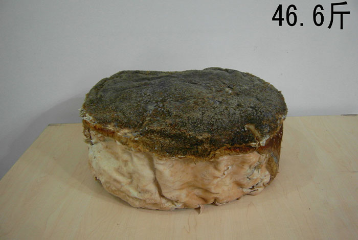 十太岁的功效与作用,十太岁的功效与作用及禁忌