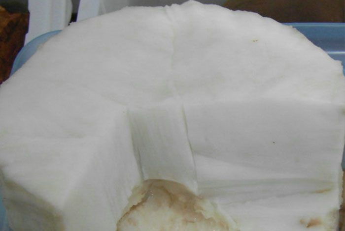 太岁肉灵芝的功效和作用,太岁肉灵芝的功效与作用