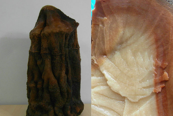 肉灵芝一般生长在那里