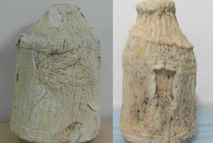 太岁肉灵芝有人卖吗,太岁肉灵芝的功效和作用