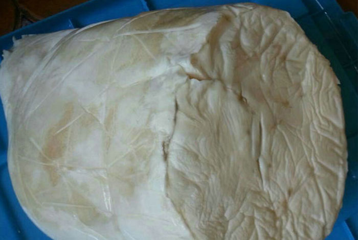 灵芝和太岁有什么区别,灵芝和灵芝孢子有什么区别