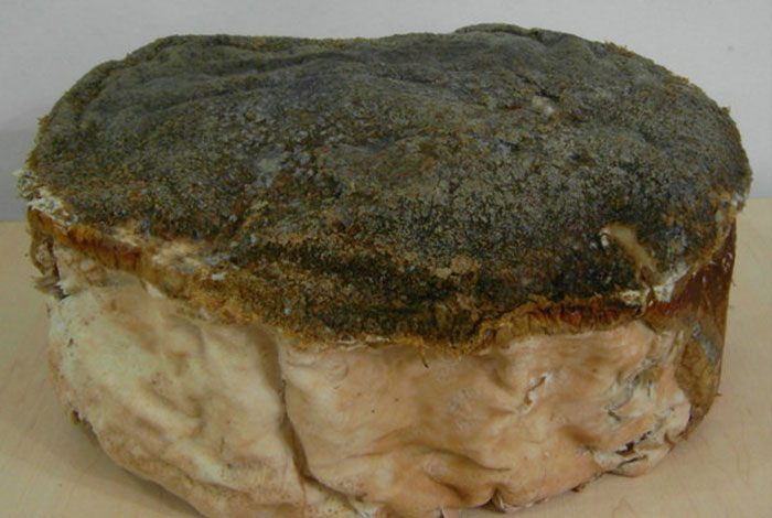 台湾邵族灵芝是真的吗,台湾邵族灵芝是真的吗还是假的