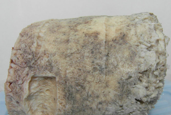 石太岁灵芝功效,石太岁肉灵芝的功效和作用