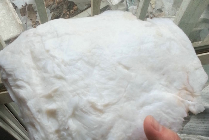 太岁的作用,太岁的作用与功效