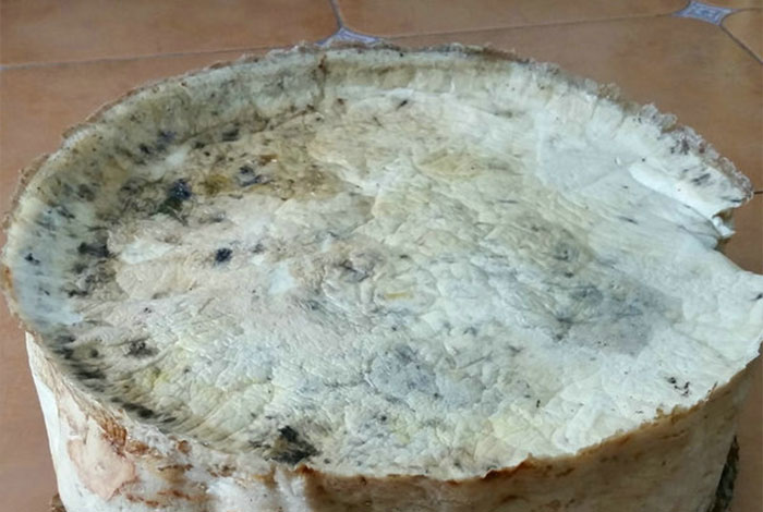 太岁肉灵芝的价值,太岁肉灵芝的功效与作用