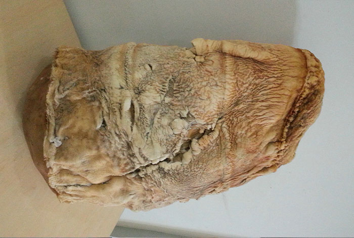 太岁灵芝饮的功效,太岁灵芝液功能主治