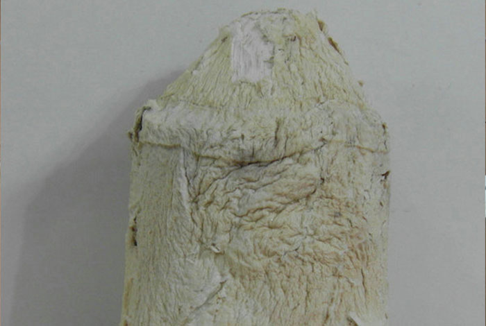 太岁肉灵芝的图片,肉灵芝的功效和作用