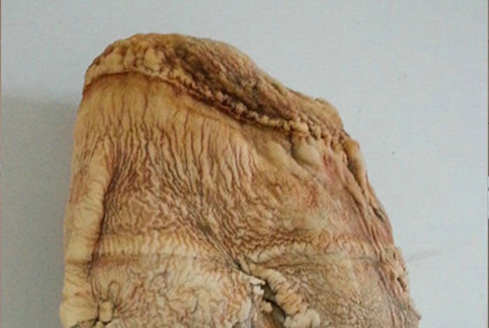 太岁肉灵芝价格,太岁肉灵芝价格