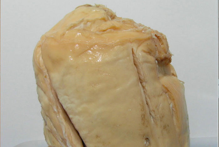 太岁肉灵芝有啥用,太岁肉灵芝的功效和作用