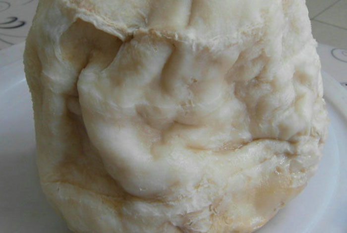 太岁灵芝肉怎么养,太岁灵芝酒多少钱一瓶