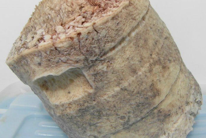 太岁肉灵芝怎样养,太岁肉灵芝的功效和作用